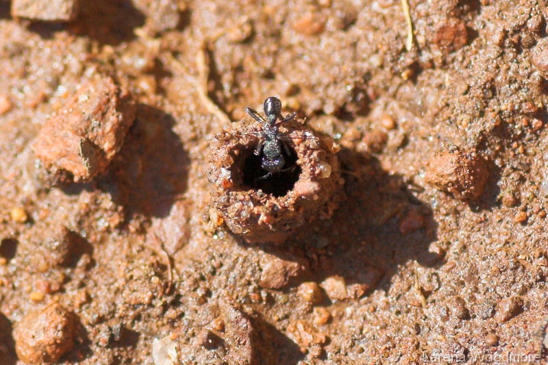 Raised nest of Green Ant