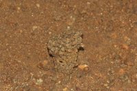 Unidentified nest in clay