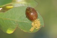 Chrysomelid beetle laying eggs