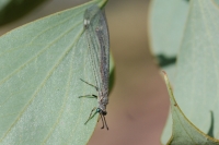 Lacewings and Antlions