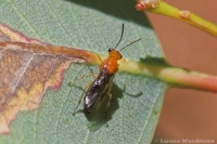 Leaf-blister Sawfly (f)