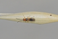 Leaf-blister Sawfly (m)