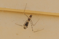 Stenolemus Assassin Bug