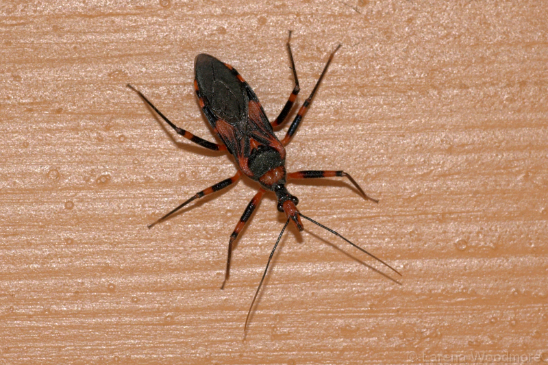 Southern Harlequin Assassin Bug