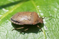 Brown Shield Bug