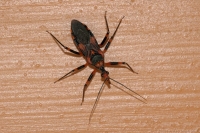 Southern Harlequin Assassin Bug