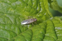 Rutherglen Bug