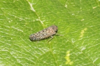 Common Brown Leafhopper