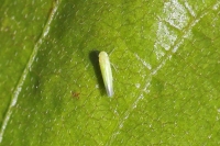 Apple Leafhopper