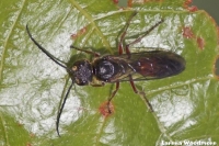 Thynnine Wasp - male