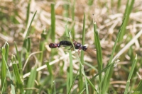 Flower Wasps (female l, male r)