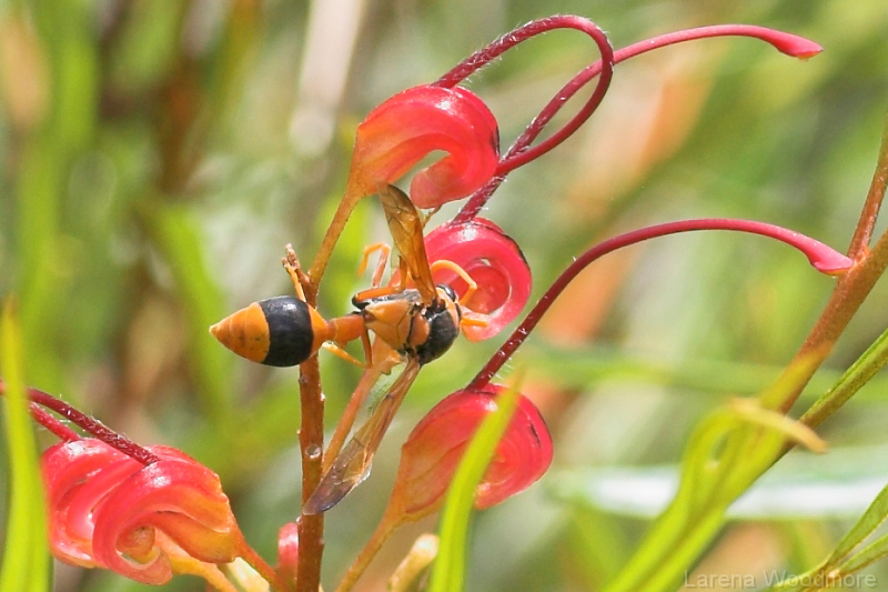 Orange Potter Wasp