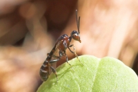 Gasteruptiid Wasp (m)