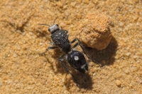 Greater Black Velvet Ant