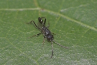 Hatchet Wasp