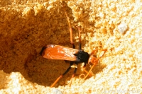 Great Orange Huntsman Wasp