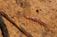 Lithobiomorph centipede