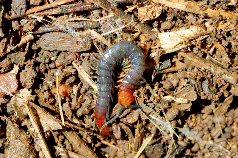 Westwood's Centipede
