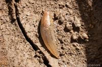 Striped Field Slug