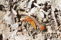 Common Banded Centipede