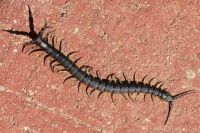 Orangefooted Centipede