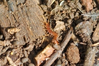 Lithobiomorph centipede
