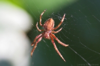 Orb-weaving spider