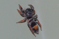 Orange-Banded Ant Jumping Spider