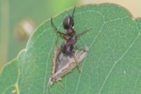 Meat Ant-Mimicking Spider