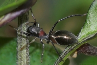 Ant-Mimicking Spider