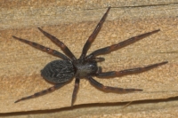 Black House Spider