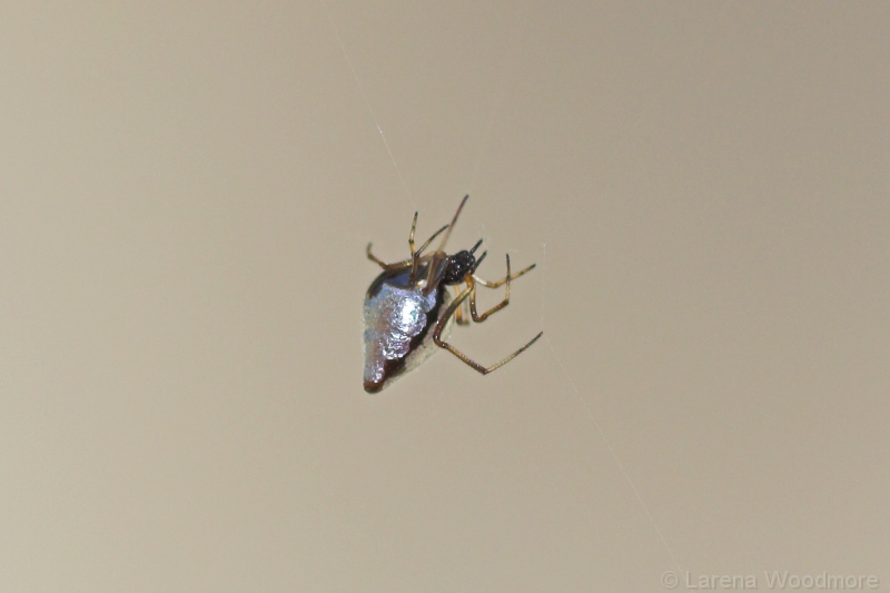 Quicksilver / Dew Drop Spider