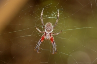 Orb-Weaving spider
